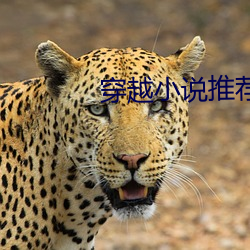 穿越(越)小(小)说推荐
