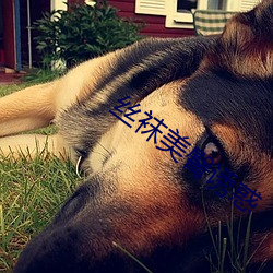 丝袜美臀诱惑