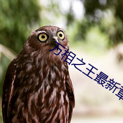 万相之王最(zuì)新章节