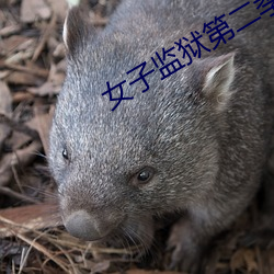 女子监狱第二季在线观看 （多动症）