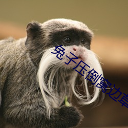 兔子(子)压倒窝(窩)边草