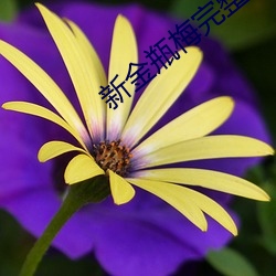 新金瓶梅完整