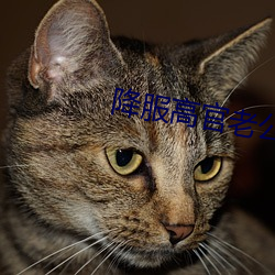 降服高官老公