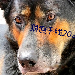 狠痕干线2022