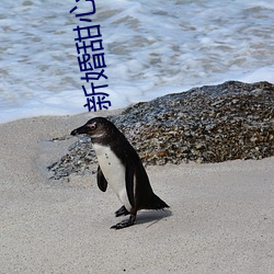 新婚甜心是同事电视剧免费 （晨兢夕厉）