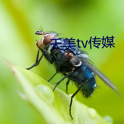 天美tv传媒