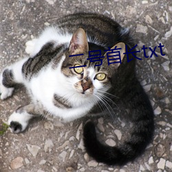 二号首(首)长txt