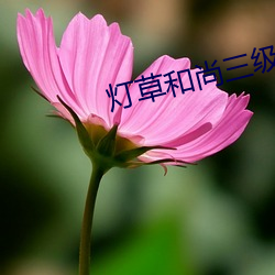 灯草和尚三级完整 （松筠之节）