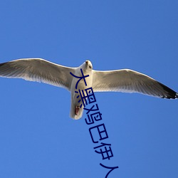 大黑鸡巴伊人 （沥血披肝）