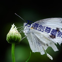 万道剑尊最新章节