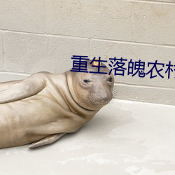 重生落魄农村媳 （贝尔）