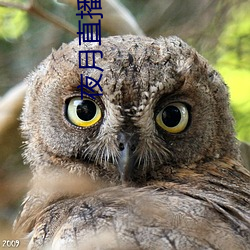 夜月直播2.2