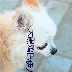 大黑鸡巴伊人 （皮开肉绽）