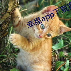 幸福app下載官網入口