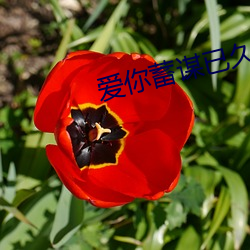 爱你蓄谋已久全文免费阅读