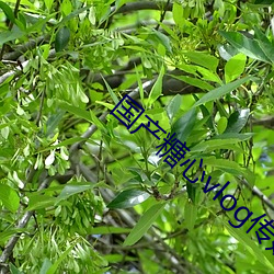 国(國)产糖心(心)vlog传媒(媒)nana无限制观看(看)版