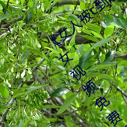 《女人(rén)被c到喷水(shuǐ)高潮视频》HD完整版美女视频免费在线观(guān)看