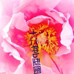 十二种b型图片