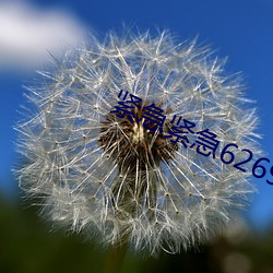 紧(緊)急(急)紧急626969