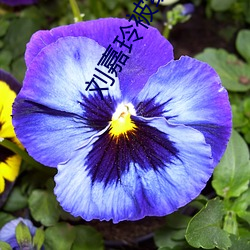 刘(liú)嘉玲(líng)被绑高清(qīng)图片
