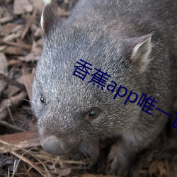 香蕉app唯一官网