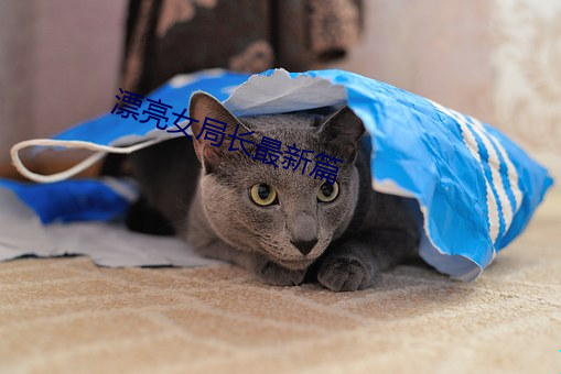 漂亮女局长最新篇