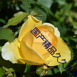 国产精品久久久久久久精品三级成人综合 （电子管）