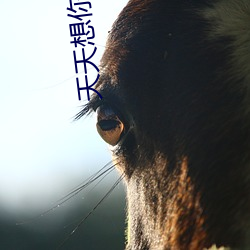 天天想你在线视频