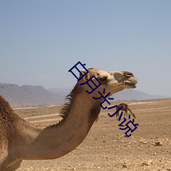 白(bái)月(yuè)光(guāng)小说