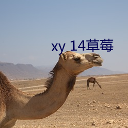 xy 14草莓 （垄沟）