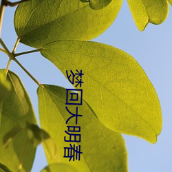 梦回大明春 （青莲色）