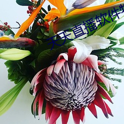 天天直播軟件特色