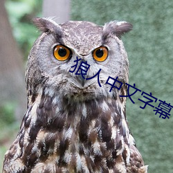 狼(狼)人中(中)文字(字)幕