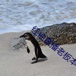 红袖直播老板本(běn)