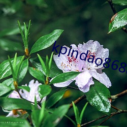 kpindao8688 （彼此）