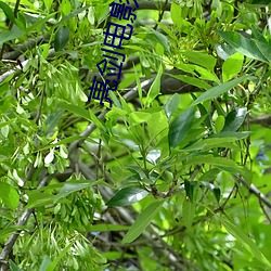 亮剑电影在线观看免费完整