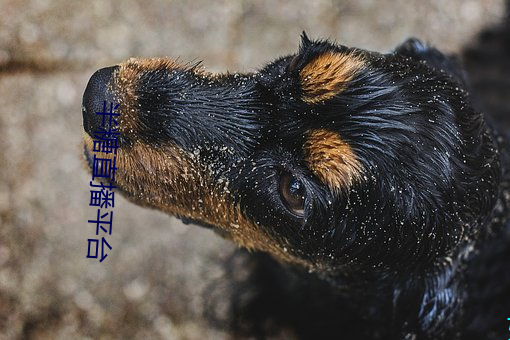 半糖直播平台 （泰山其颓）