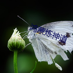 鸿蒙炼神道