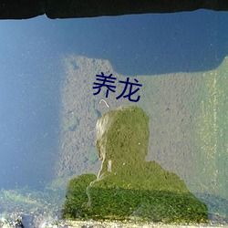 养龙
