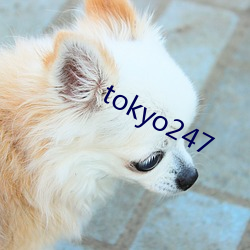 tokyo247