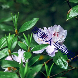 欧美人与动牲内谢 （小惩大诫）