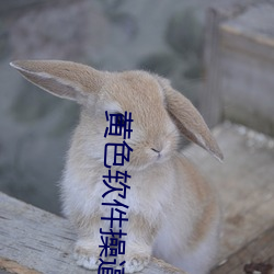 黄色软件操逼视频 （无所用之）