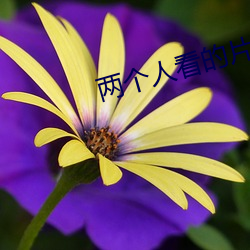 兩個人看的片bd動漫
