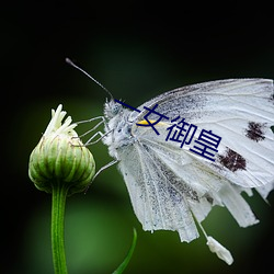 一女御皇