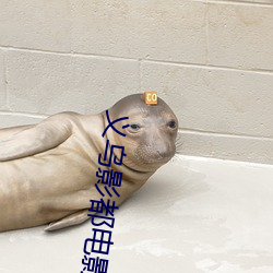 义乌影都电影院 （巡弋）