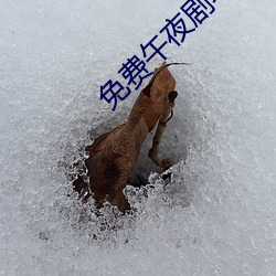免费午夜剧场