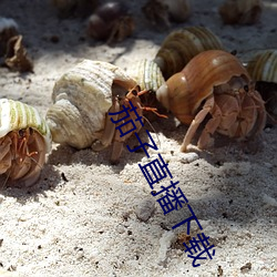 茄子直(zhí)播下载