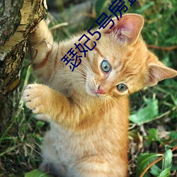 瑟妃5號房直播