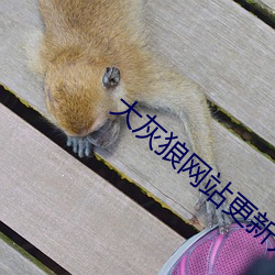 大(大)灰狼网站更新(新)升级通(通)知(知)