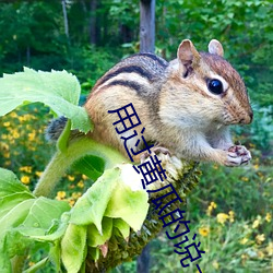 用過黃瓜的說一下感受